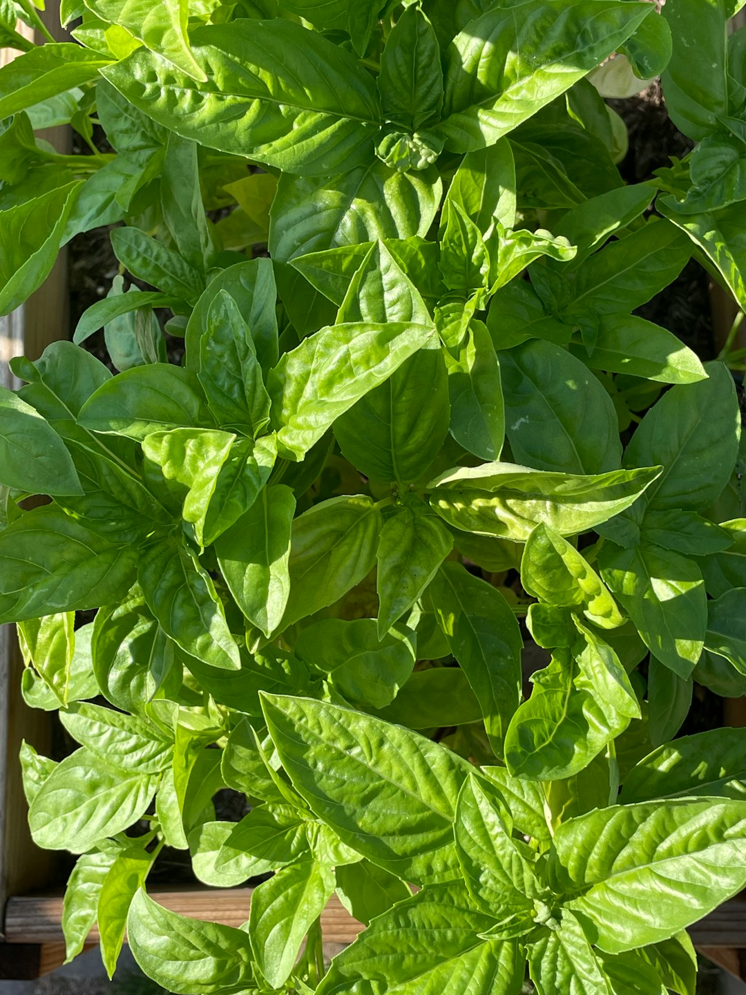 Arugula Salad